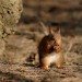 Red Squirrel_6 100208